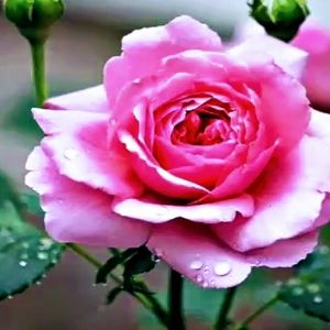 Meet your Posher, Regina